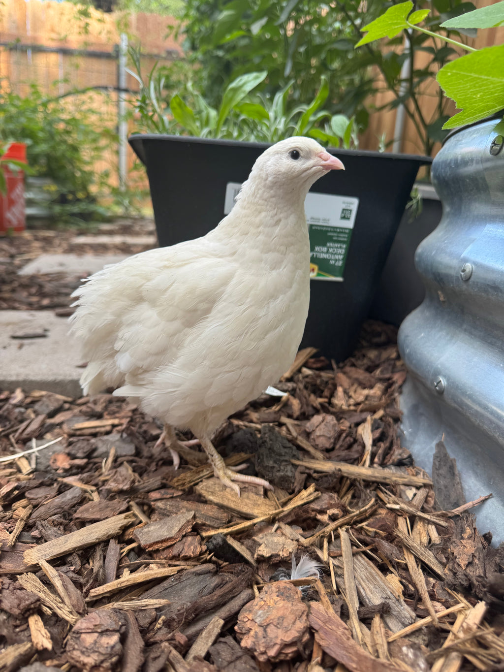 Hens Choice