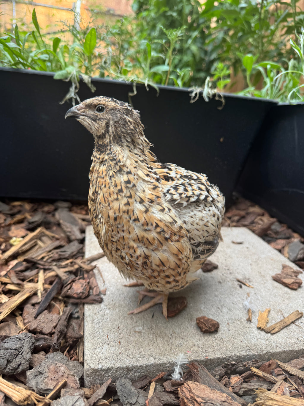 Hens Choice