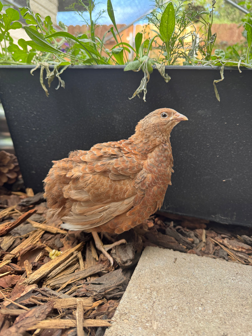Hens Choice