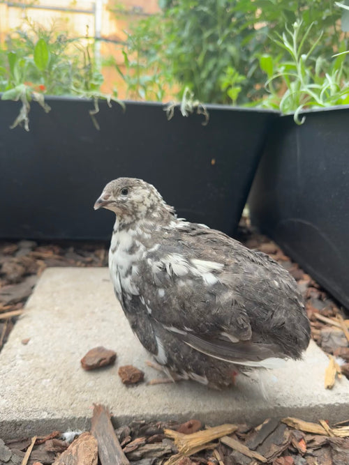 Hens Choice
