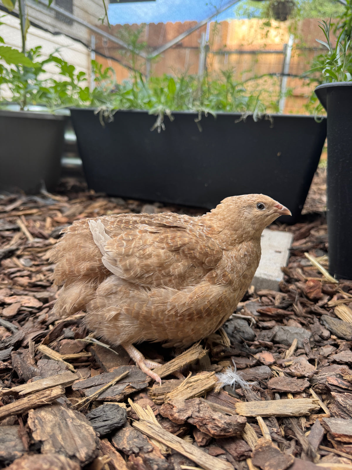 Hens Choice