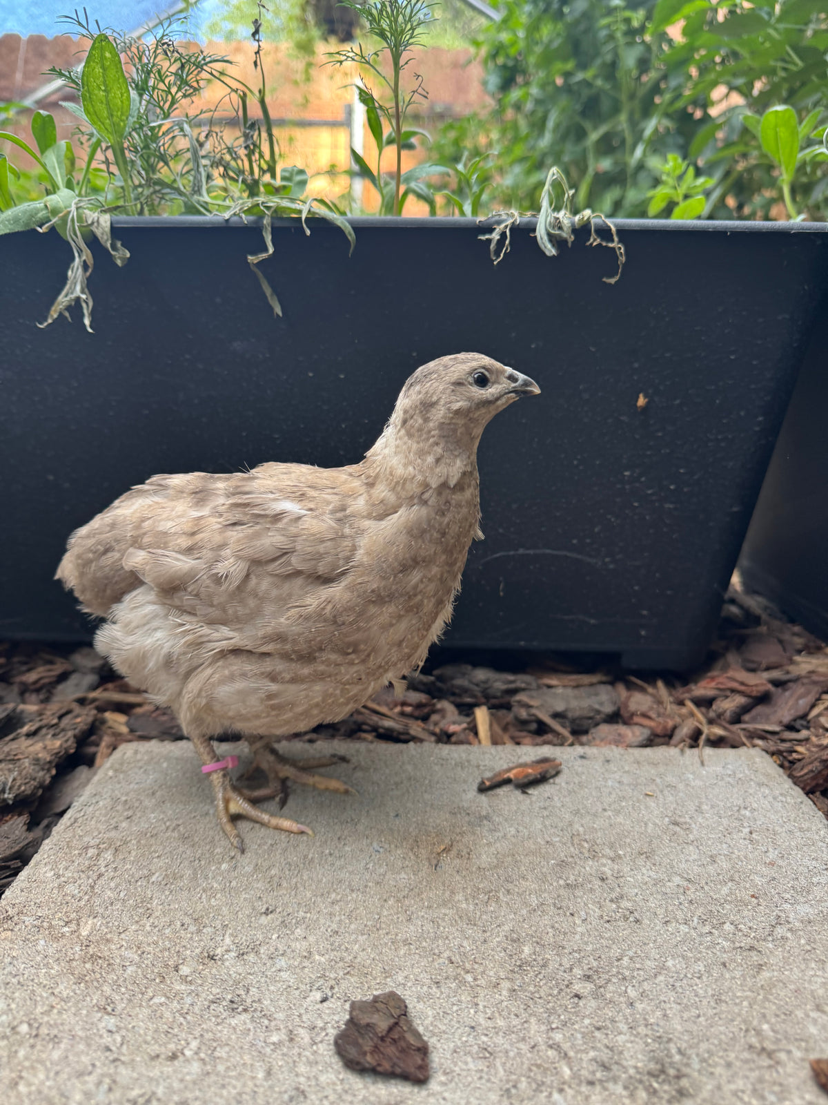 Hens Choice